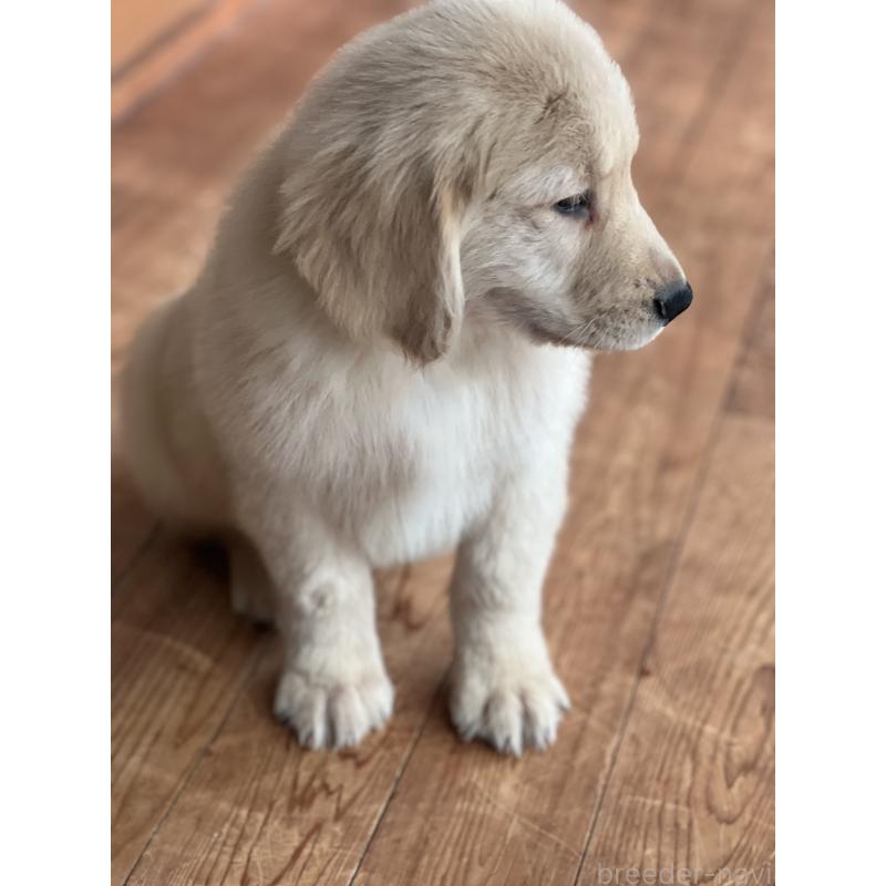 商談中の静岡県のゴールデンレトリーバー-428614の3枚目