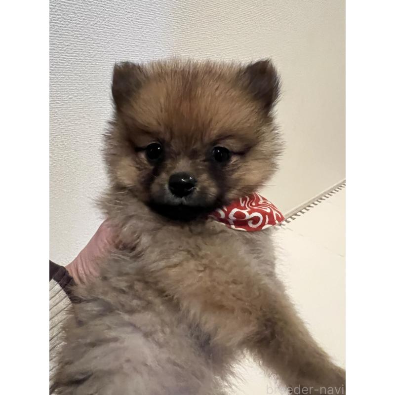 販売中の埼玉県のミックス犬-433367の6枚目