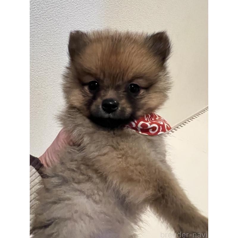 販売中の埼玉県のミックス犬-433367の5枚目