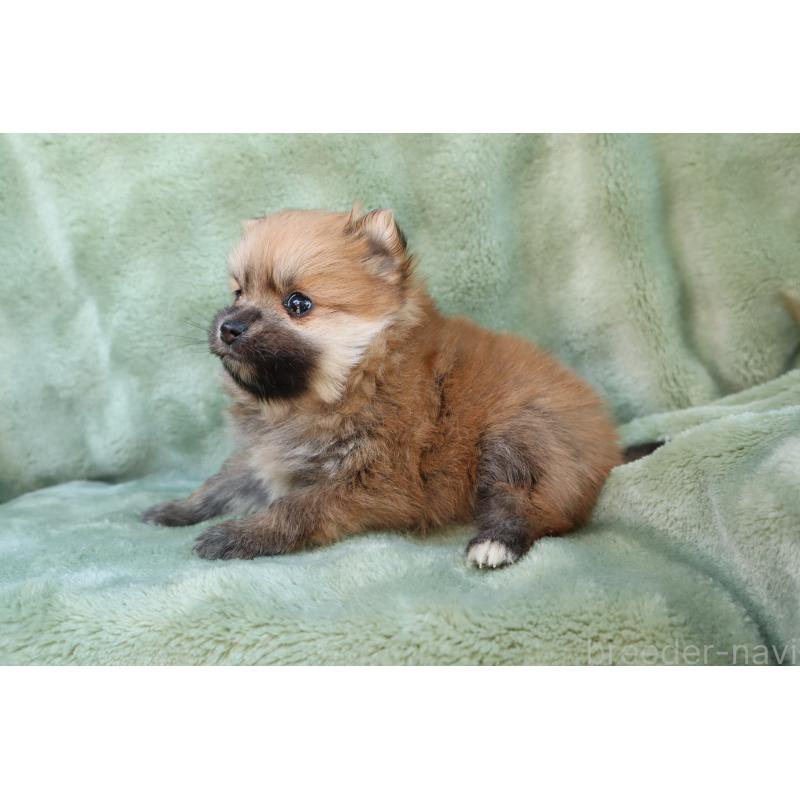 販売中の東京都のポメラニアン-436097の7枚目