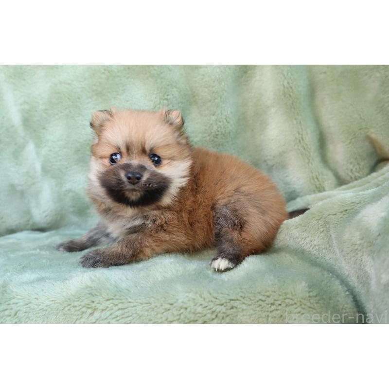 販売中の東京都のポメラニアン-436097の6枚目