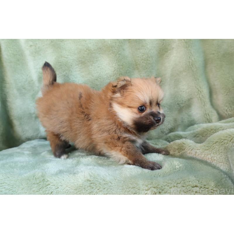 販売中の東京都のポメラニアン-436097の5枚目