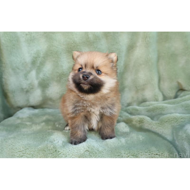 販売中の東京都のポメラニアン-436097の4枚目