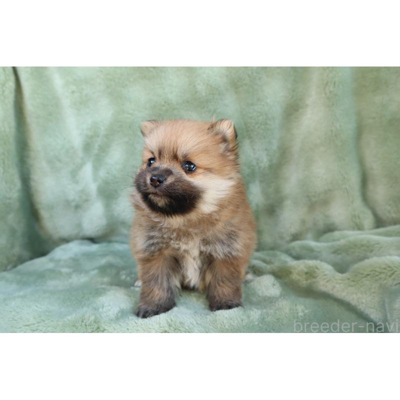 販売中の東京都のポメラニアン-436097の3枚目