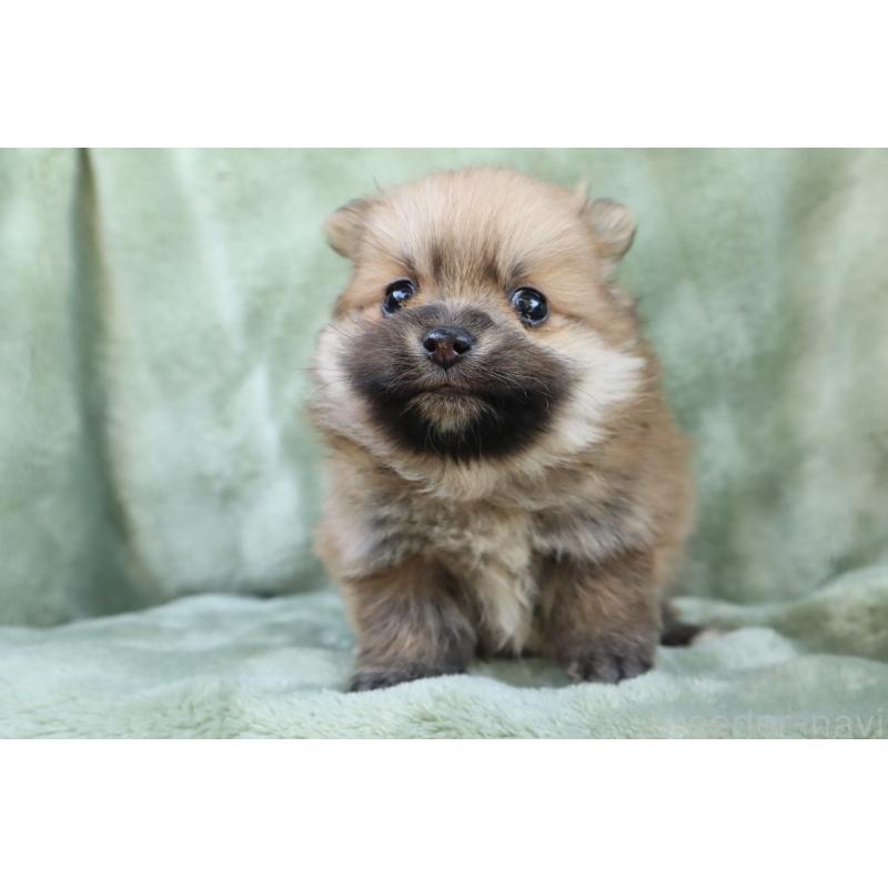 販売中の東京都のポメラニアン-436097の2枚目