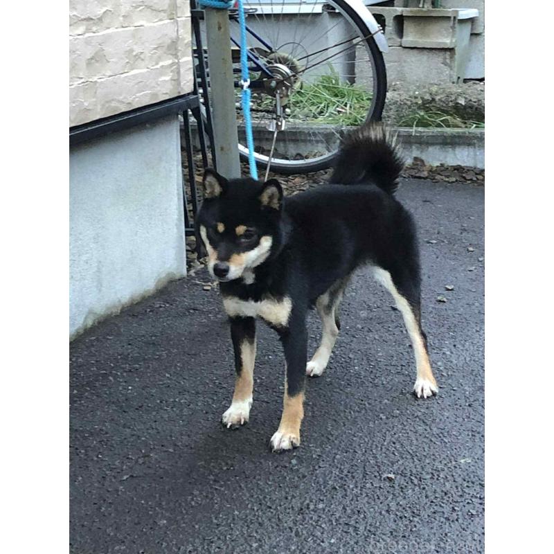 販売中の神奈川県の柴犬-436101の3枚目