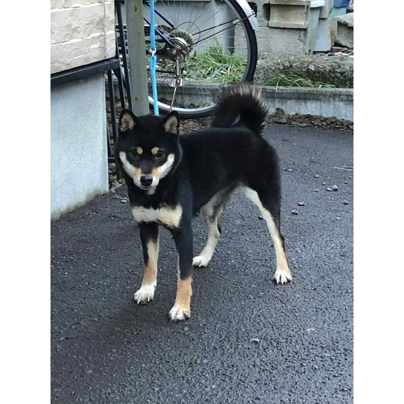 販売中の神奈川県の柴犬-436101の2枚目