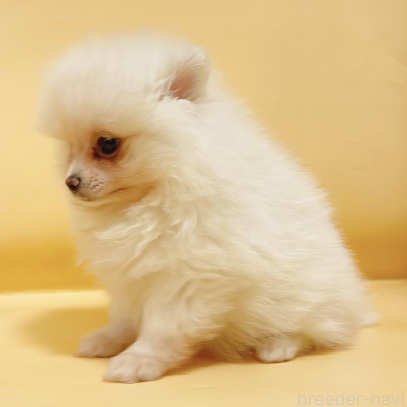 販売中の東京都のポメラニアン-436100の5枚目