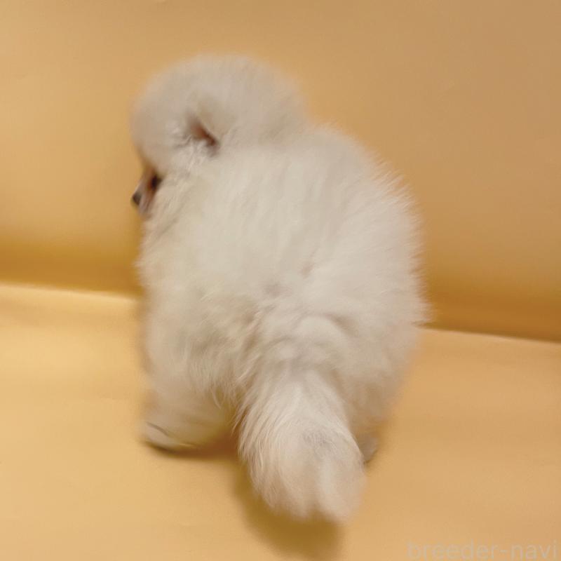 販売中の東京都のポメラニアン-436100の4枚目