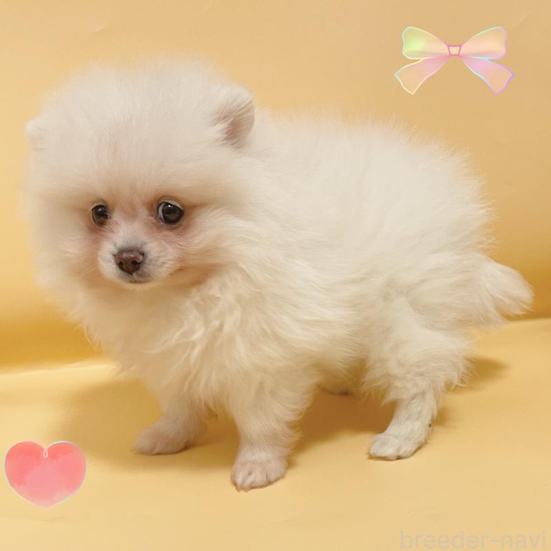 販売中の東京都のポメラニアン-436100の2枚目