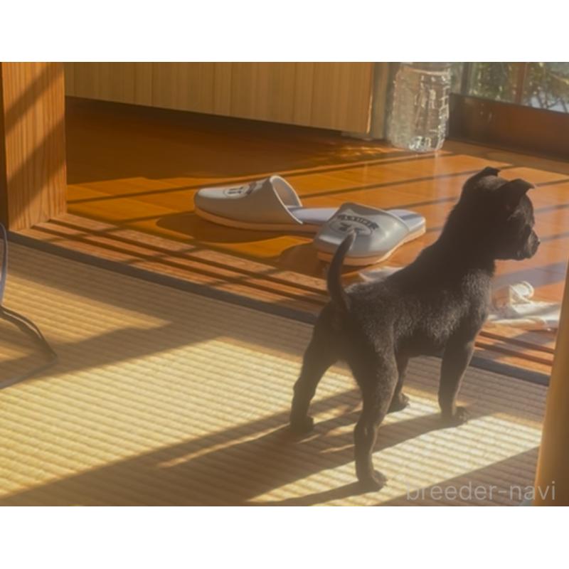 販売中の岡山県のタイワンドッグ（台湾犬）-436102の5枚目