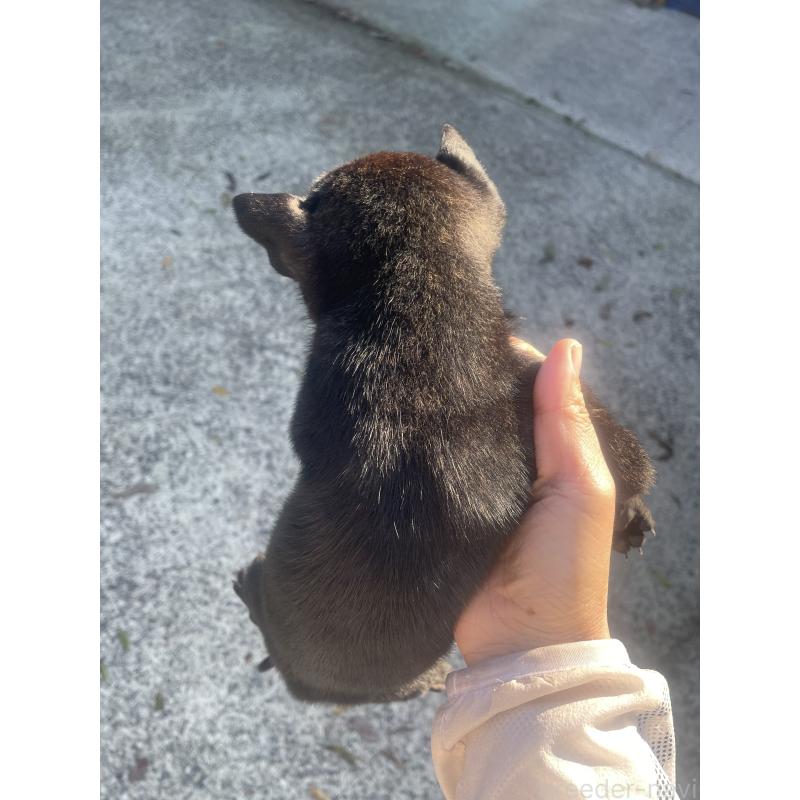 販売中の岡山県のタイワンドッグ（台湾犬）-436102の4枚目