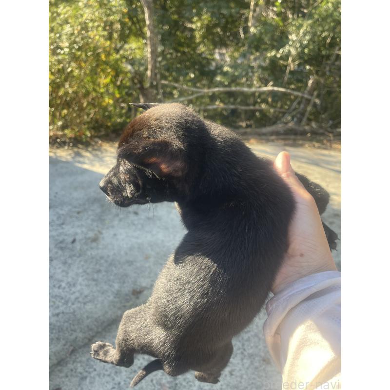 販売中の岡山県のタイワンドッグ（台湾犬）-436102の3枚目