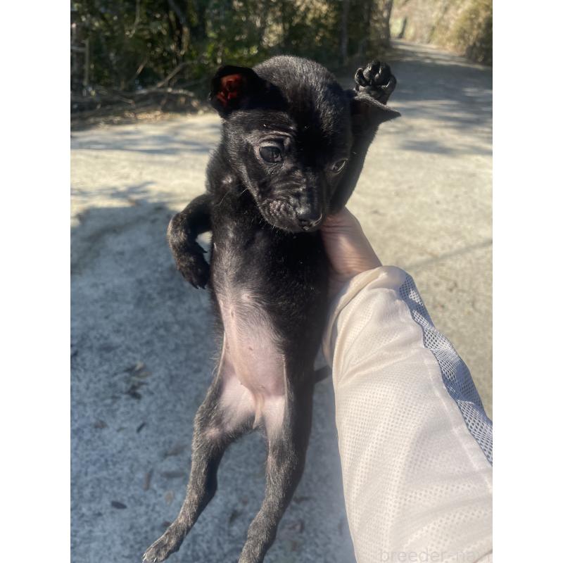 販売中の岡山県のタイワンドッグ（台湾犬）-436102の2枚目