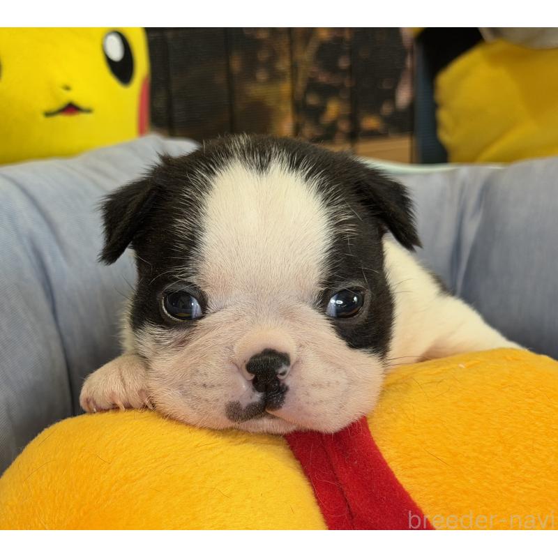 成約済の埼玉県のボストンテリア-434151の6枚目