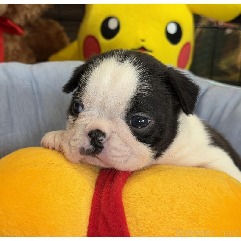 成約済の埼玉県のボストンテリア-434151の5枚目