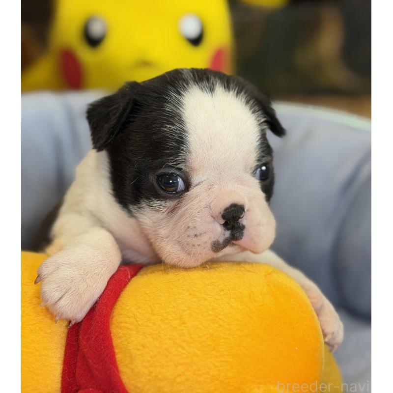 成約済の埼玉県のボストンテリア-434151の4枚目