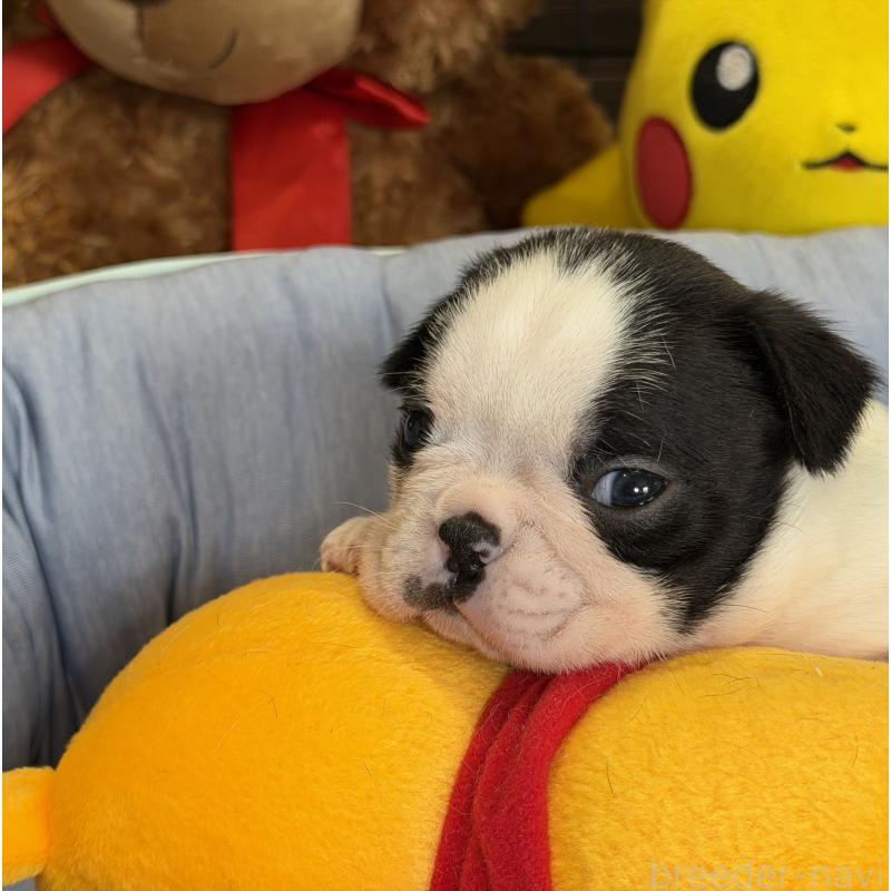 成約済の埼玉県のボストンテリア-434151の3枚目