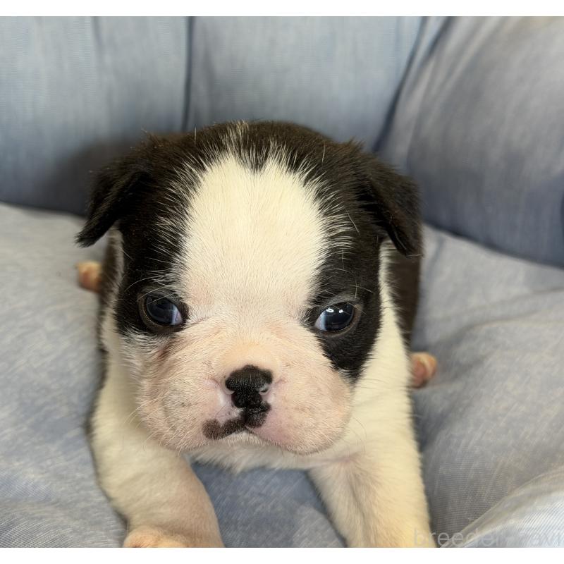 成約済の埼玉県のボストンテリア-434151の2枚目