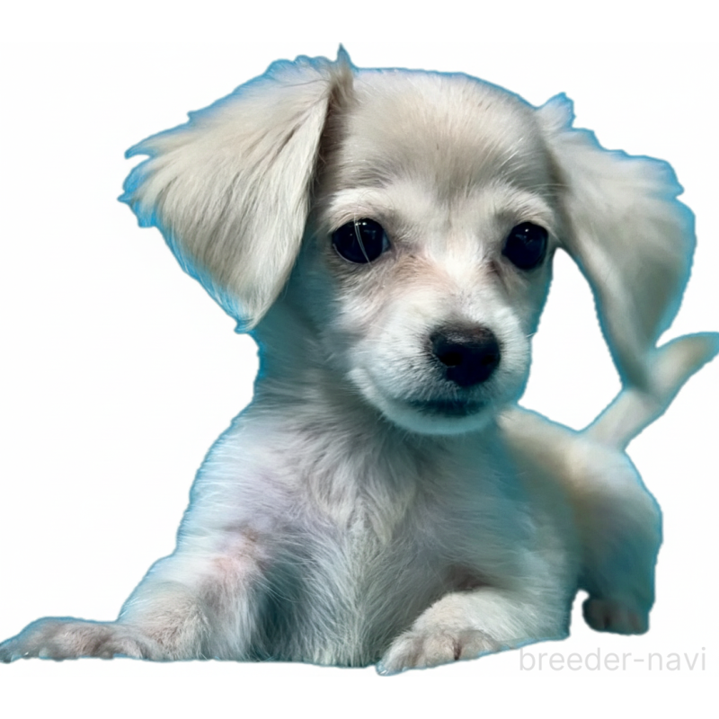 販売中の兵庫県のチワックス:チワワ×ミニチュアダックスフンド-436103の1枚目