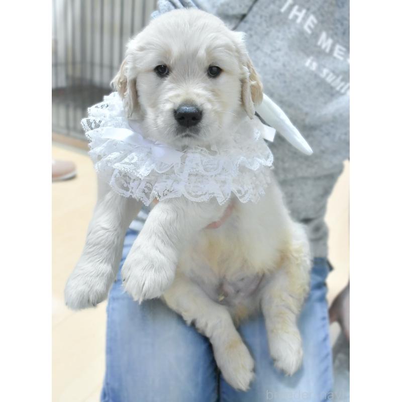 販売中の大阪府のゴールデンレトリーバー-433737の4枚目