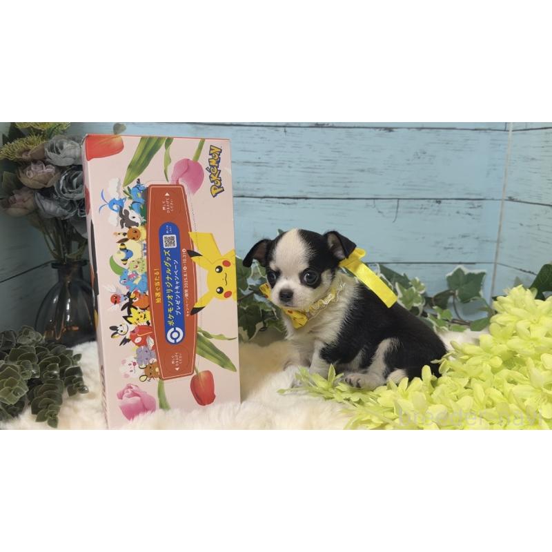 販売中の埼玉県のチワワ(スムースコート)-436110の14枚目