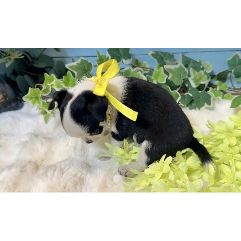 販売中の埼玉県のチワワ(スムースコート)-436110の13枚目