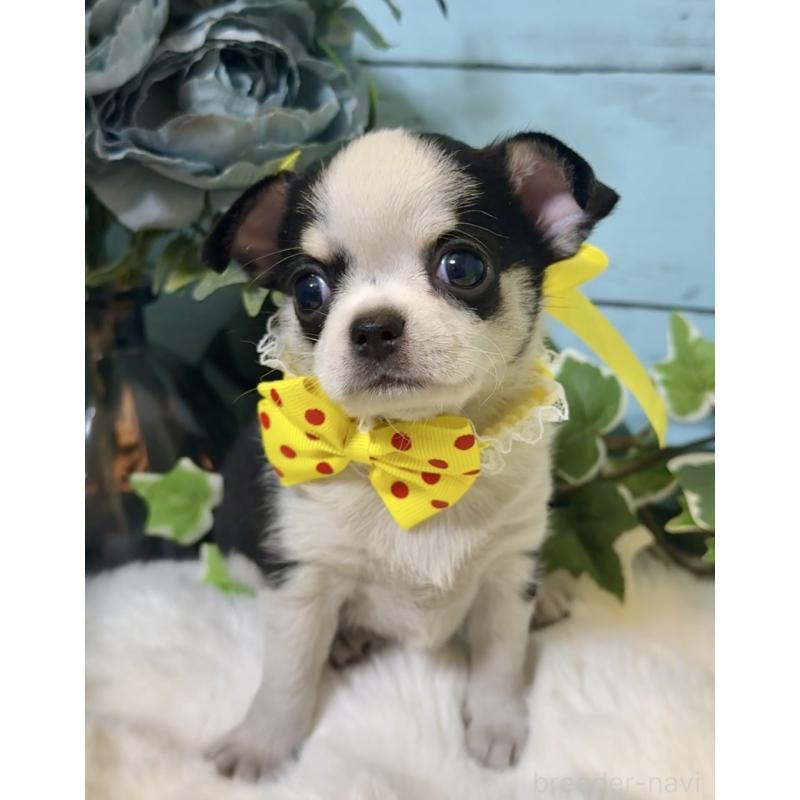 販売中の埼玉県のチワワ(スムースコート)-436110の11枚目