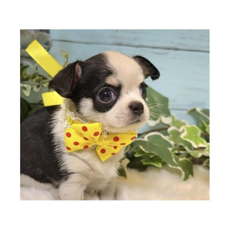 販売中の埼玉県のチワワ(スムースコート)-436110の8枚目