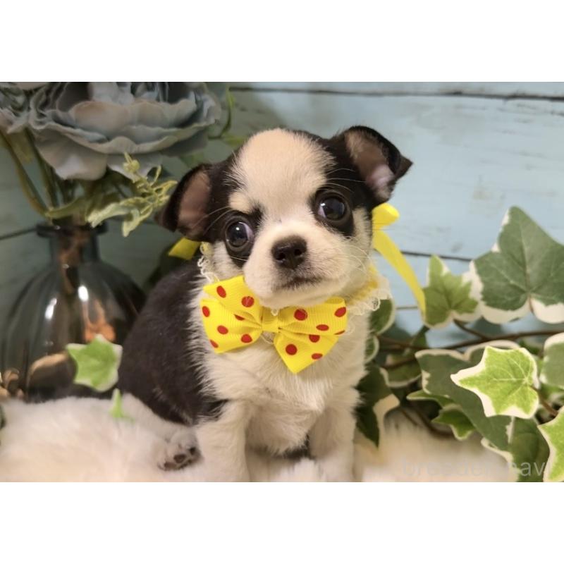 販売中の埼玉県のチワワ(スムースコート)-436110の6枚目