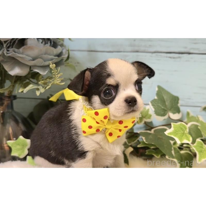 販売中の埼玉県のチワワ(スムースコート)-436110の7枚目