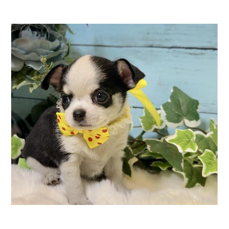 販売中の埼玉県のチワワ(スムースコート)-436110の5枚目