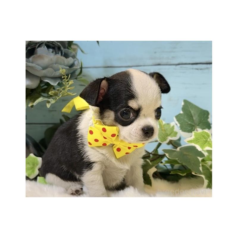 販売中の埼玉県のチワワ(スムースコート)-436110の4枚目