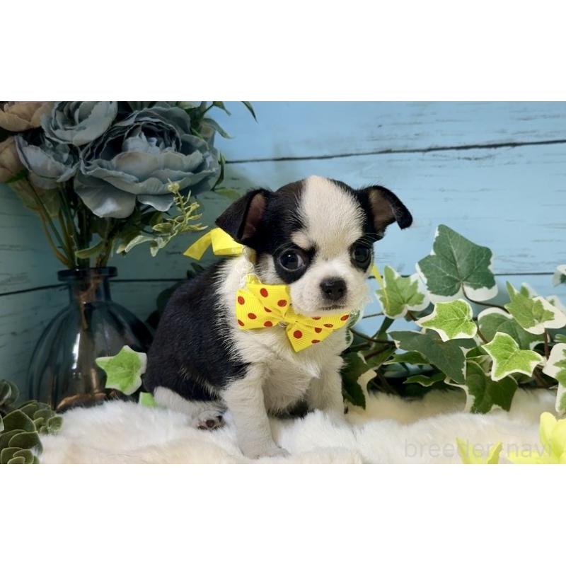 販売中の埼玉県のチワワ(スムースコート)-436110の3枚目