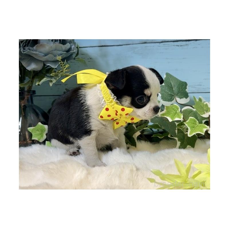 販売中の埼玉県のチワワ(スムースコート)-436110の2枚目