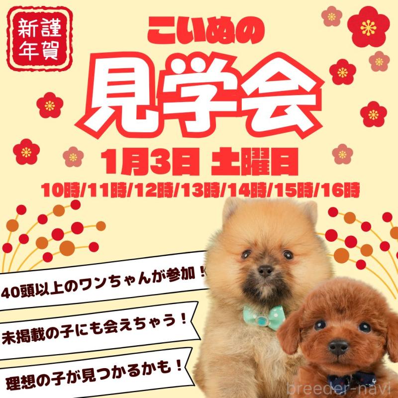 販売中の静岡県のチワワ(ロングコート)-436107の5枚目