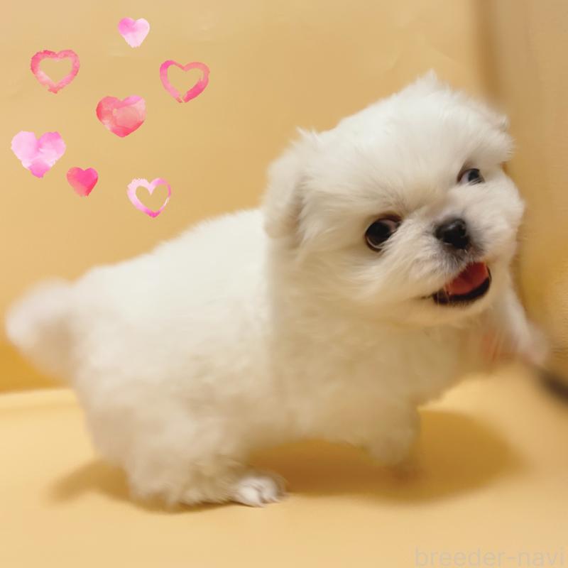 販売中の東京都のペキニーズ-436108の6枚目