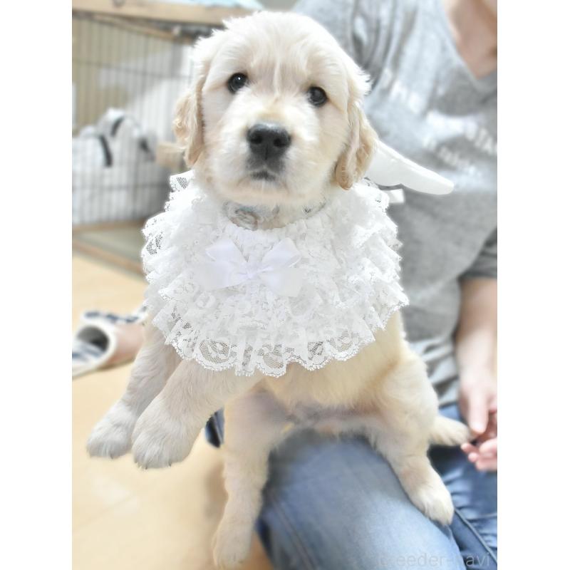 販売中の大阪府のゴールデンレトリーバー-433742の4枚目