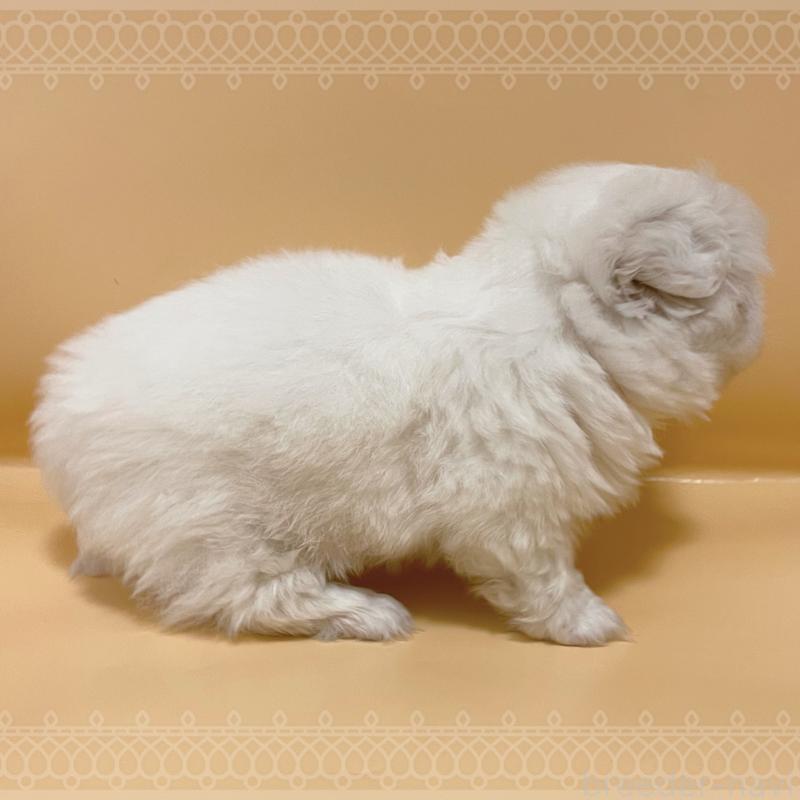 販売中の東京都のペキニーズ-436108の5枚目