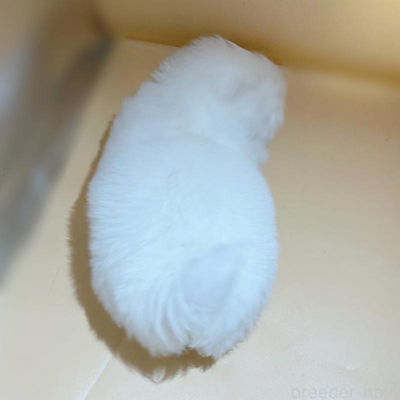 販売中の東京都のペキニーズ-436108の4枚目