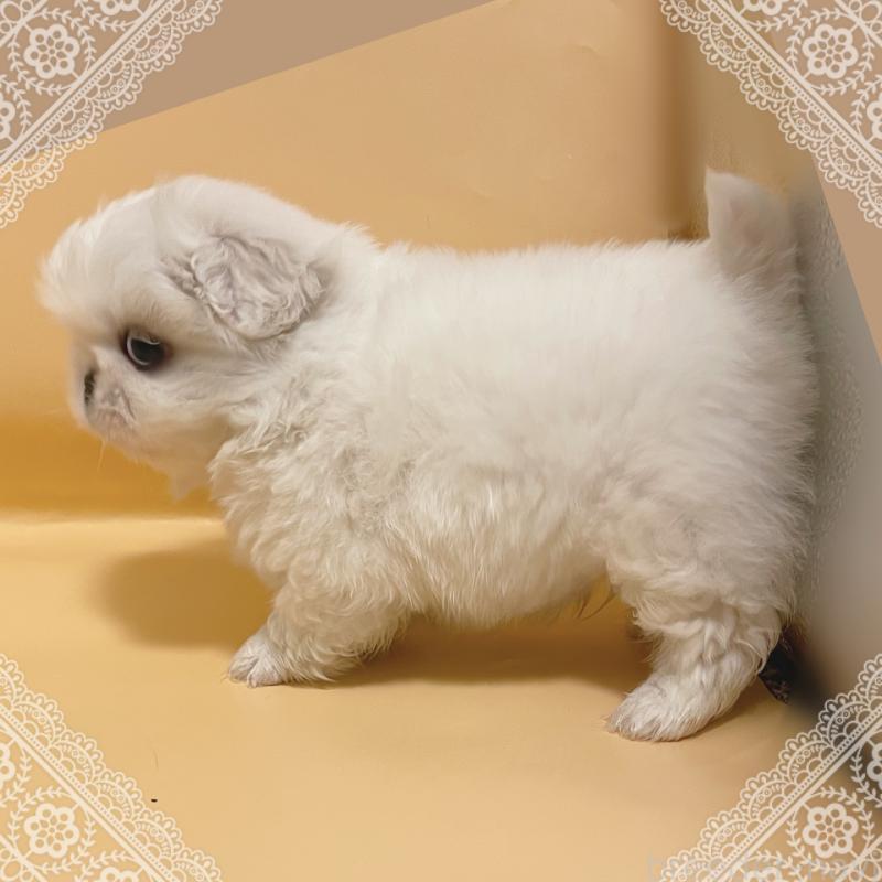 販売中の東京都のペキニーズ-436108の3枚目