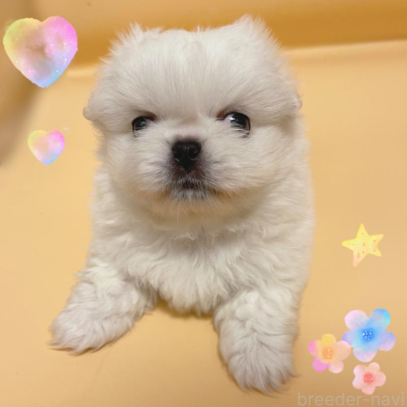 販売中の東京都のペキニーズ-436108の2枚目
