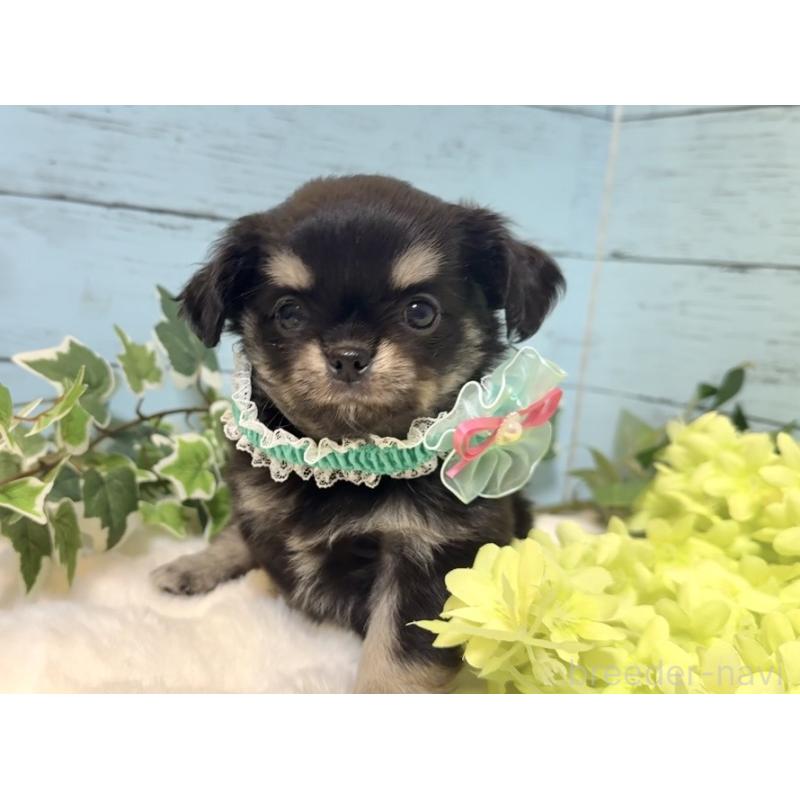 販売中の埼玉県のチワワ(ロングコート)-436113の9枚目