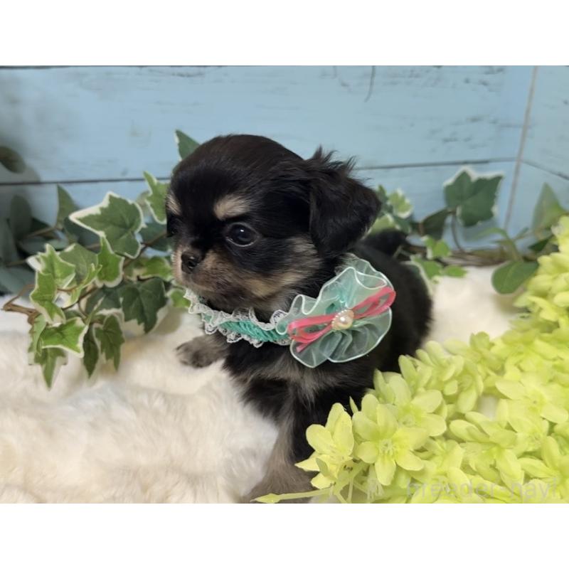 販売中の埼玉県のチワワ(ロングコート)-436113の6枚目