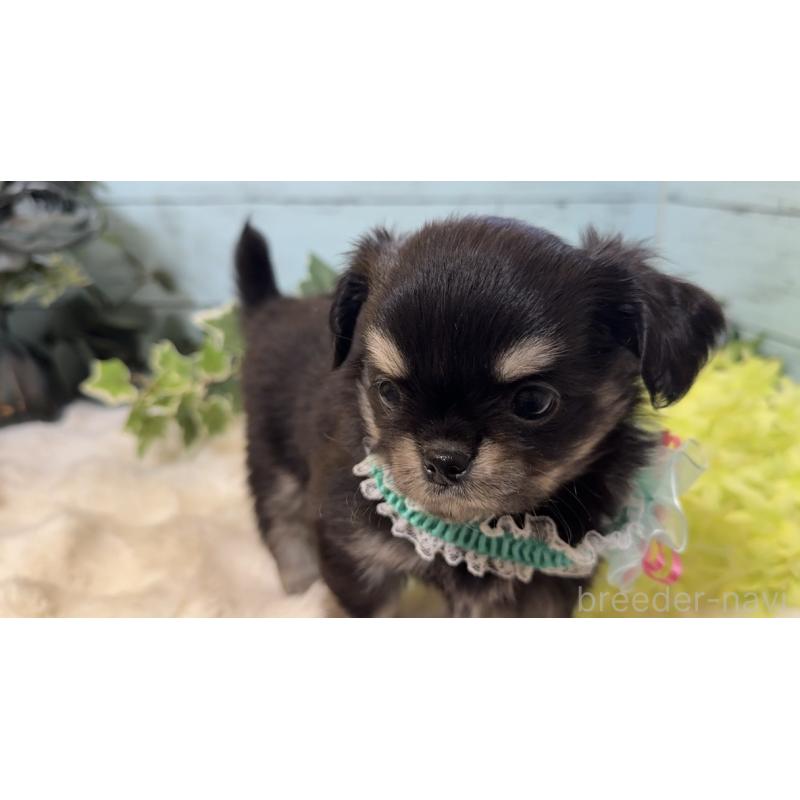 販売中の埼玉県のチワワ(ロングコート)-436113の7枚目