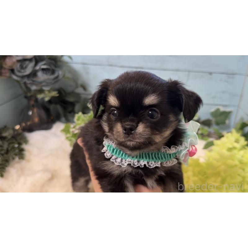 販売中の埼玉県のチワワ(ロングコート)-436113の4枚目