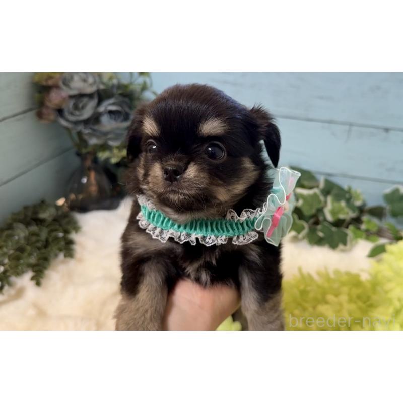 販売中の埼玉県のチワワ(ロングコート)-436113の3枚目