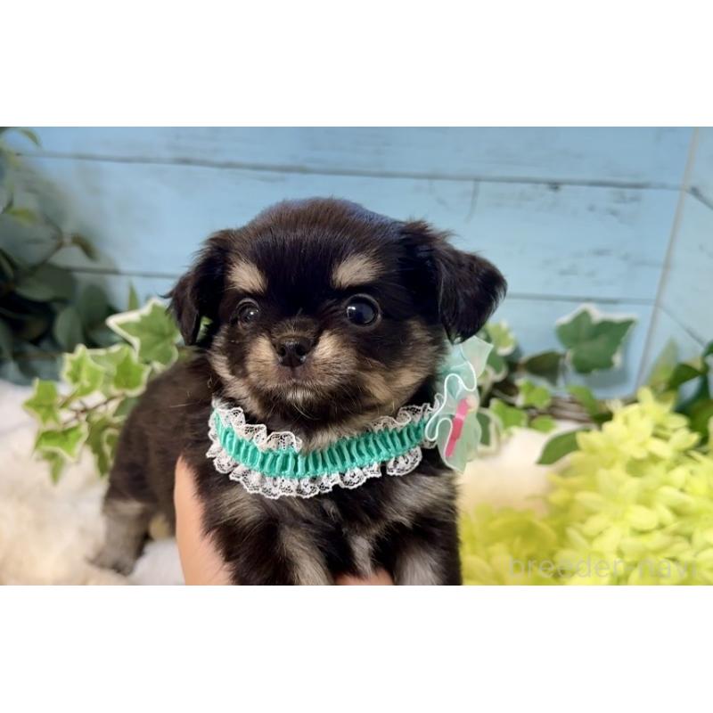 販売中の埼玉県のチワワ(ロングコート)-436113の2枚目