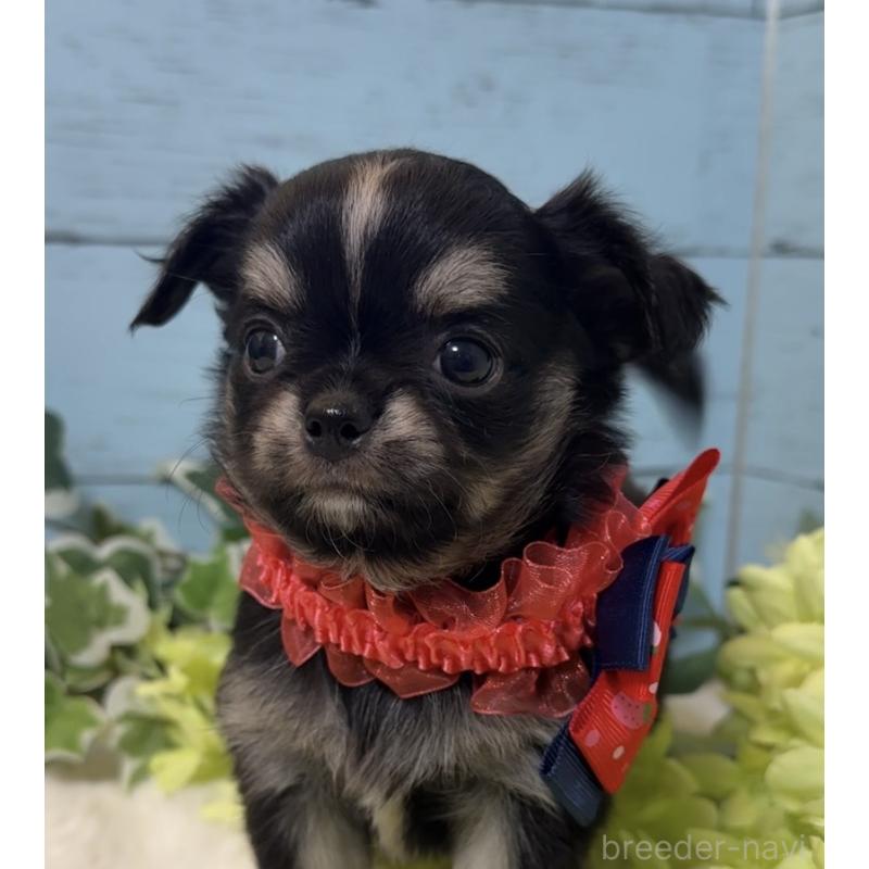 販売中の埼玉県のチワワ(ロングコート)-436114の9枚目