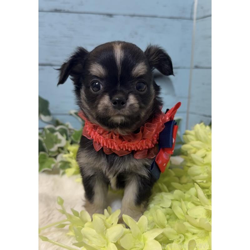 販売中の埼玉県のチワワ(ロングコート)-436114の8枚目